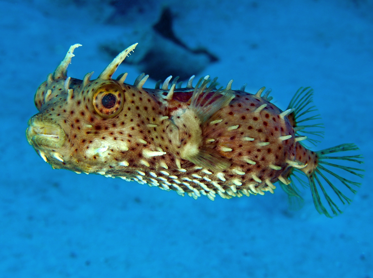 Bridled Burrfish